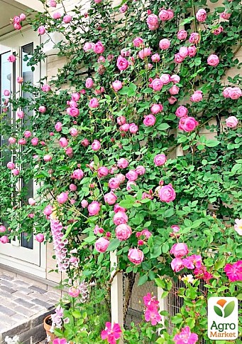 Роза плетистая "Пинк Мушимара" (саженец класса АА+) высший сорт - фото 2