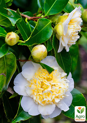 LMTD Камелия японская 2-х летняя "Jury’s Yellow" (высота 45-55см) - фото 6