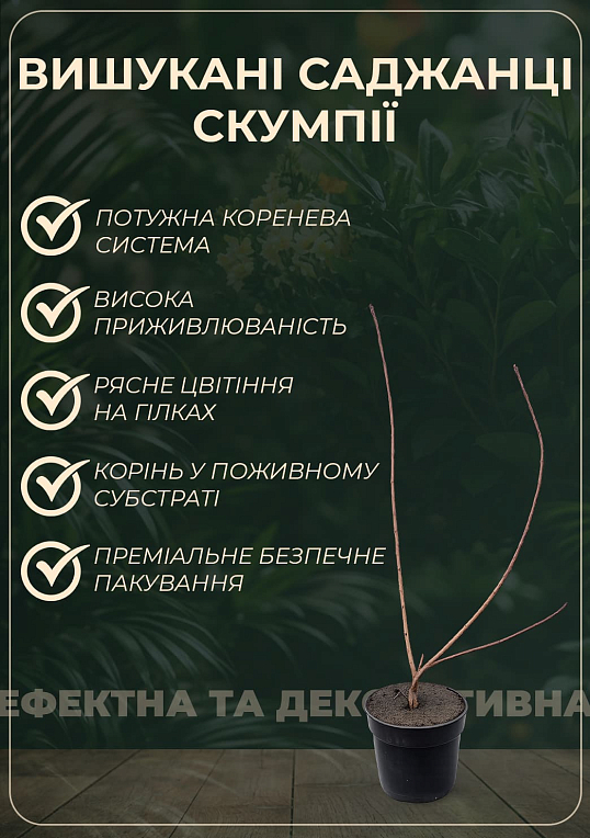 Скумпія 2-х річна "Purpureus" С3, висота 30-40см
