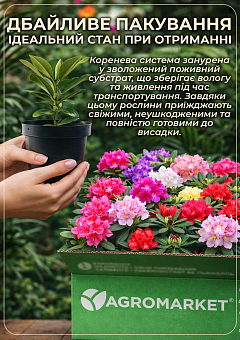 Азалія японська низькоросла "Rokoko" (рясноквітучий сорт) горщик Р920