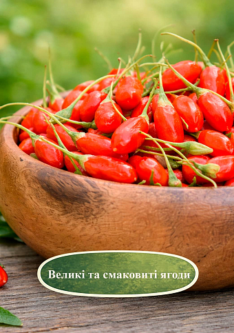 Эксклюзив! Годжи "Big Lifeberry (Біг Лайфберрі)" (перекрестное опыление, садить по 2 шт) - фото 4