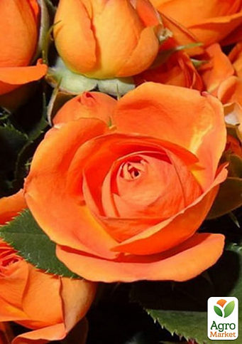 Роза в контейнере мелкоцветковая "Оранж Бейби" (саженец класса АА+) - фото 2