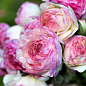 Лютики (Ранункулюс) "Picotee Roze" 