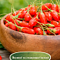 Эксклюзив! Годжи "Big Lifeberry (Біг Лайфберрі)" (перекрестное опыление, садить по 2 шт)