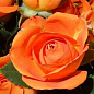 Троянда в контейнері дрібноквіткова "Оранж Бейбі" (саджанець класу АА+) купить