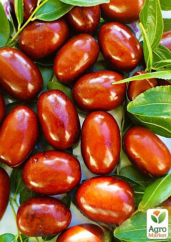 Зізіфус "Китайський 2а" (середній термін дозрівання, високоврожайний сорт)