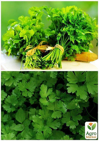 На развес Петрушка "Богатырь" ТМ "Весна" цена за 10г - фото 4