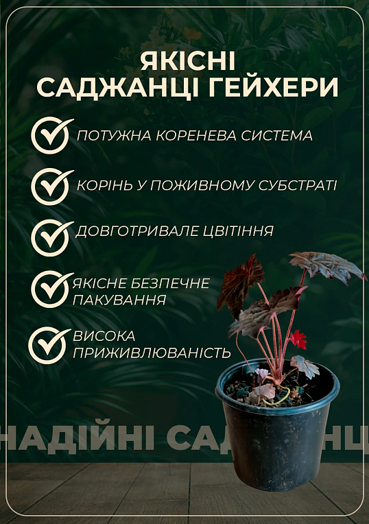 Гейхерелла (Heucherella) "Solar Power" С1 (высота 15-30см) - фото 2