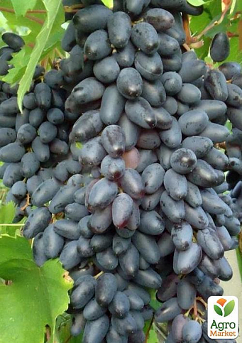Виноград "Одеський Сувенір" (середньо-пізній термін дозрівання, має високу і стабільний урожай