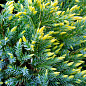 Можжевельник чешуйчатый "Gold Tip" контейнер P9