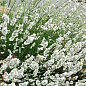 Лаванда узколистная белоснежная "Alba" (контейнер Р9)