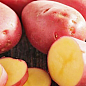 Насіннєва рання картопля "Христина" (універсальне застосування, 1 репродукція) 1кг
