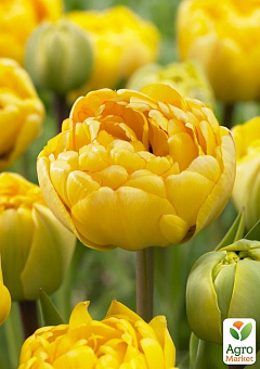 Тюльпан "Yellow Pomponette"1