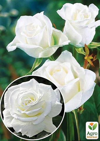 Роза чайно-гибридная "Вайт Симфони" (саженец класса АА+) высший сорт NEW