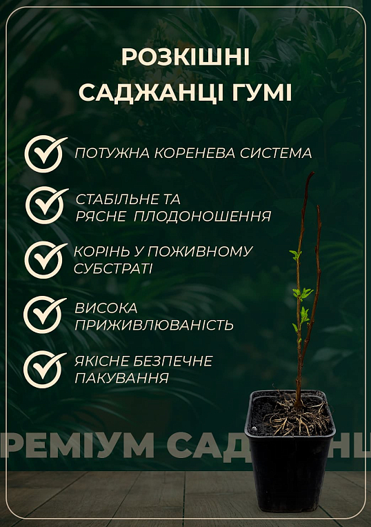 Гумі "Таїса" 2-х річний, висота 35-45см - фото 2