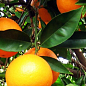 Апельсин "Навеліна"