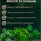Фінік Робелена (Phoenix roebelenii) купить