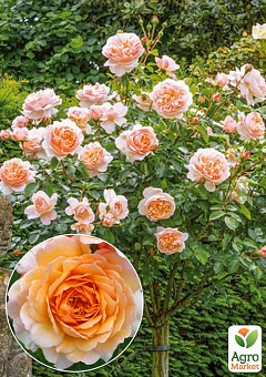 Троянда штамбова "Sir Lancelot" (саджанець класу АА+) вищий сорт2
