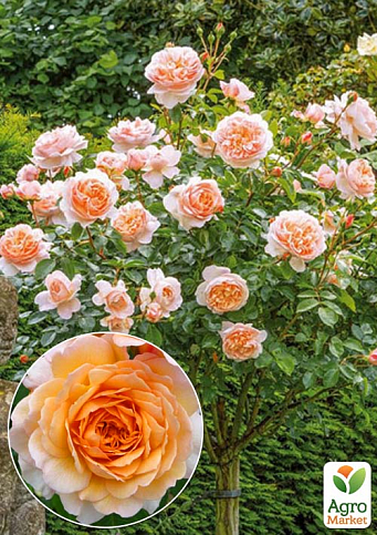 Троянда штамбова "Sir Lancelot" (саджанець класу АА+) вищий сорт