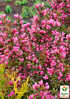 Вейгела "Viktoria" (Weigela Florida)2