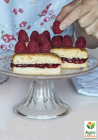 Малина "Недосяжна" (ремонтантний крупноплідний зимостійкий сорт) 1-річний саджанець - фото 4