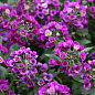 Аліссум (Лобулярія) "Deep Purple" купить