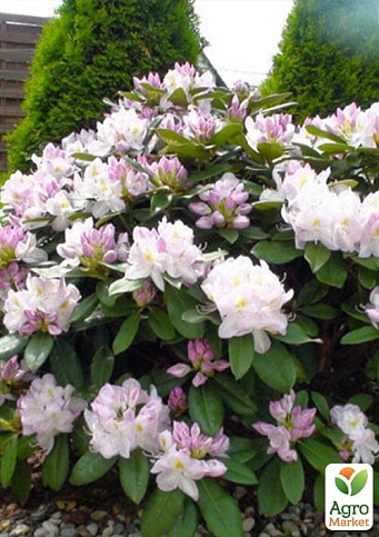 Рододендрон "Gomer Waterer" вазон Р13 - фото 5