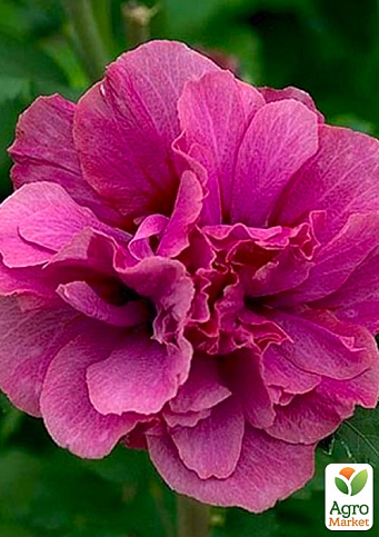 Ексклюзив! Гібіскус деревовидний махровий багряно-рожевий "Гаваї" (преміальний довгоквітучі сорт)