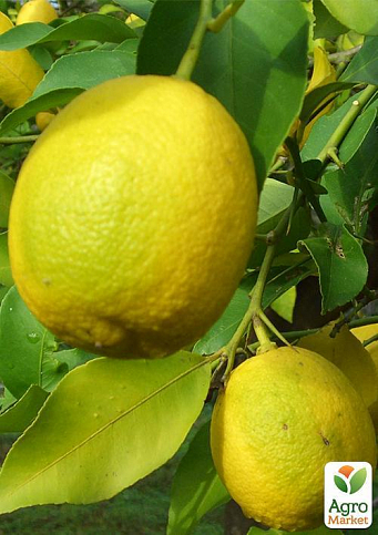 Эксклюзив! Лимон желтый "Мистер Стюарт" (Mr. Stuart) (премиальный крупноплодный сорт) - фото 4