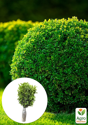 Самшит блискучий темно-зелений "Крістофф" (Kristoff) 3-х річний саджанець