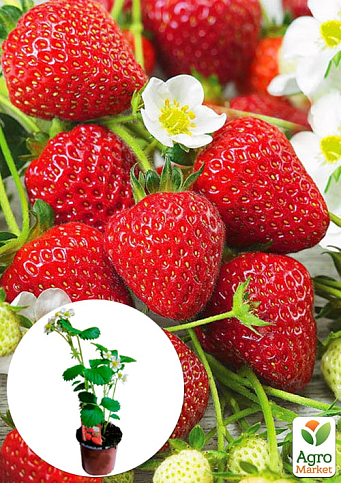 LMTD Клубника ремонтантная "Ostara" (ранний срок созревания) 