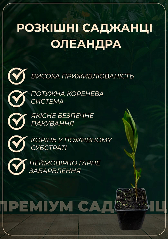 Олеандр запашний "Nerium oleander Framboise" (вічнозелений, ароматний чагарник) - фото 2