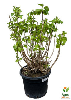 LMTD Гортензия macrophylla "Bodensee" 5-и летняя (высота 55-75см)26
