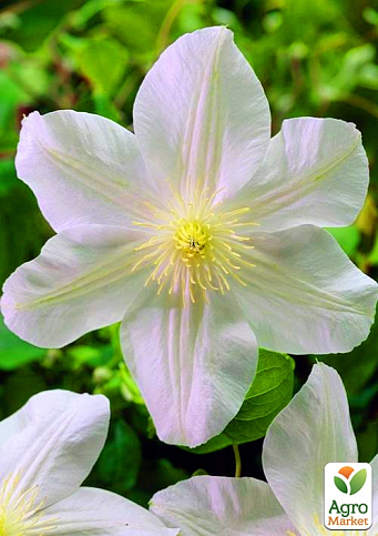 Клематис "Marie Boisselot"