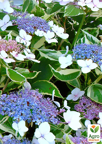 Гортензия крупнолистная вариегатная "Мариесии Вариегата" вазон Р9