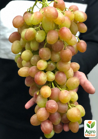Виноград "Смешарики" (крупный, сочный ярко выраженный мускат) - фото 3