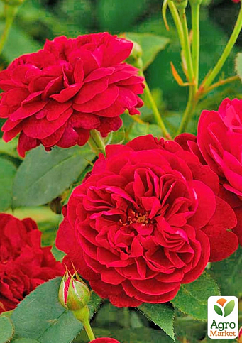 Роза английская "Дарси Бассел" (саженец класса АА+) высший сорт