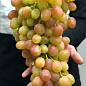 Виноград «Смешарики» (великий, соковитий яскраво виражений мускат) цена