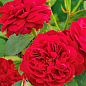 Троянда англійська "Дарсі Бассел" (саджанець класу АА+) вищий сорт