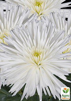 Хризантема  "Alaka Blanc" (низкорослая крупноцветковая)1