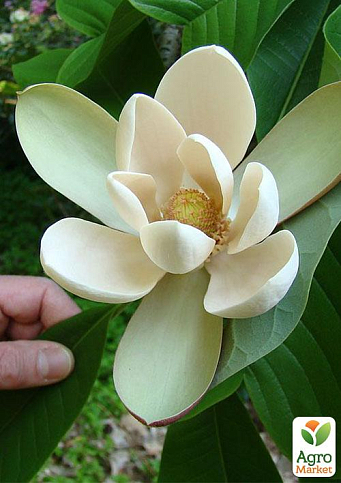 Магнолия Лекарственная "Magnolia Officinalis" 
