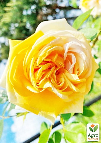 Роза плетистая "Хортица" (саженец класса АА+) высший сорт - фото 2