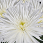 Хризантема  "Alaka Blanc" (низькоросла крупноквіткова)