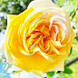 Роза плетистая "Хортица" (саженец класса АА+) высший сорт купить