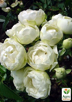 Роза полиантовая "Морсдаг Уайт" (саженец класса АА+) высший сорт2