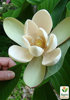 Магнолия Лекарственная "Magnolia Officinalis" 2