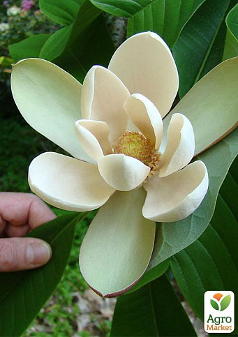 Магнолия Лекарственная "Magnolia Officinalis" 