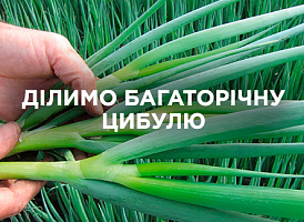 Як поділити багаторічну цибулю — покрокова інструкція | Agro-market
