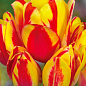 Тюльпан "Sunshine Club" (многоцветковый) 