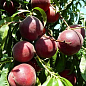 Ексклюзив! Персик червоно-вишневий "Королівський" (Royal) (англійська селекція, преміальний великоплідний сорт) купить